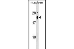 ALG13 Antibody (Center) (ABIN1538415 and ABIN2849409) western blot analysis in mouse spleen tissue lysates (35 μg/lane). (ALG13 抗体  (AA 44-70))