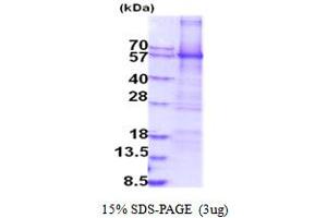 SDS-PAGE (SDS) image for Monoamine Oxidase A (MAOA) (AA 1-497) protein (His tag) (ABIN5854150) (Monoamine Oxidase A Protein (MAOA) (AA 1-497) (His tag))