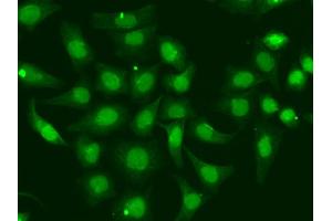Immunofluorescence analysis of A549 cells using XPA antibody.