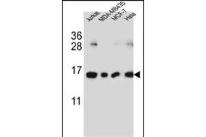 H2AFJ Antibody (N-term) (ABIN651761 and ABIN2840392) western blot analysis in Jurkat,MDA-M,MCF-7,Hela cell line lysates (35 μg/lane). (H2AFJ 抗体  (N-Term))