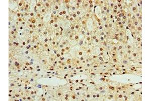 Immunohistochemistry of paraffin-embedded human adrenal gland tissue using ABIN7168991 at dilution of 1:100 (STK32A 抗体  (AA 1-166))