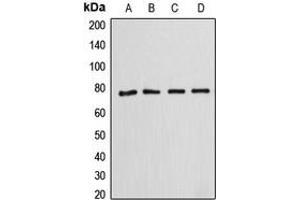 Western blot analysis of Annexin A6 expression in HeLa (A), SP2/0 (B), rat kidney (C), HepG2 (D) whole cell lysates. (ANXA6 抗体  (N-Term))