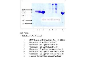 Gel Scan of Vitronectin, Human Plasma  This information is representative of the product ART prepares, but is not lot specific. (Vitronectin Protein (VTN))