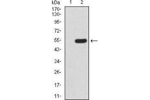 Western Blotting (WB) image for anti-Methyl CpG Binding Protein 2 (MECP2) (AA 7-148) antibody (ABIN5889789) (MECP2 抗体  (AA 7-148))