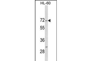Western blot analysis of HIPK4 C-term (ABIN1882089 and ABIN2841287) in HL-60 cell line lysates (35 μg/lane). (HIPK4 抗体  (C-Term))