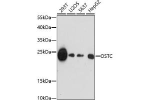 Western blot analysis of extracts of various cell lines, using OSTC antibody (ABIN7269094) at 1:1000 dilution. (OSTC 抗体  (C-Term))