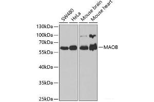 Western blot analysis of extracts of various cell lines using MAOB Polyclonal Antibody at dilution of 1:1000. (Monoamine Oxidase B 抗体)