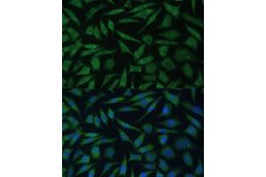 Immunofluorescence analysis of L929 cells using REXO2 Polyclonal Antibody (ABIN7269955) at dilution of 1:100 (40x lens). (REXO2 抗体  (AA 26-237))