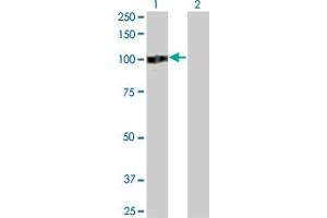 Western Blot analysis of ZHX2 expression in transfected 293T cell line by ZHX2 monoclonal antibody (M01A), clone 5E2. (ZHX2 抗体  (AA 691-788))