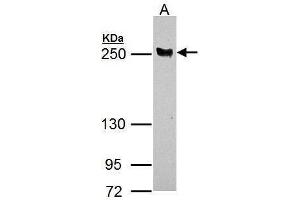 WB Image LTBP4 antibody [N1N2], N-term detects LTBP4 protein by Western blot analysis. (LTBP4 抗体  (N-Term))