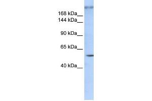 Western Blotting (WB) image for anti-Zinc Finger Protein 407 (ZNF407) antibody (ABIN2458005)