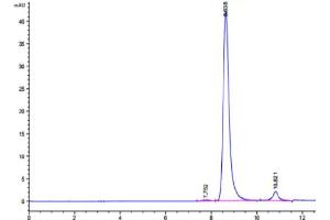 The purity of Human IDH1 is greater than 95 % as determined by SEC-HPLC. (IDH1 Protein (AA 2-414) (His tag))