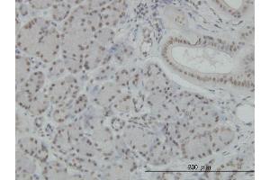 Immunoperoxidase of monoclonal antibody to NFKB1 on formalin-fixed paraffin-embedded human salivary gland. (NFKB1 抗体  (AA 860-969))