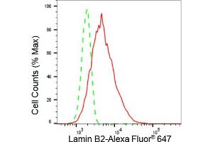 Flow cytometric analysis of Lamin B2 expression in HT- cells using Lamin B2 antibody (ABIN7799233), 1:2,000). (Recombinant Lamin B2 抗体)