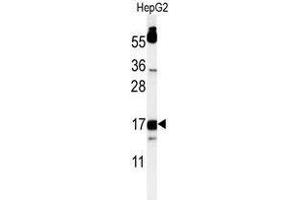 Western blot analysis of TYROBP Antibody (C-term) in HepG2 cell line lysates (35 µg/lane).