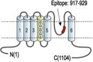 Representative domain view of the target of ABIN7885598.