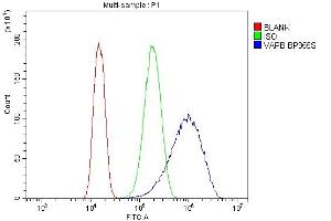 Flow Cytometry analysis of CACO-2 cells using anti-VAPB antibody (ABIN5693292). (VAPB 抗体  (AA 2-55))