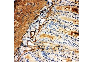 Immunohistochemistry (IHC) image for anti-Solute Carrier Family 2 (Facilitated Glucose/fructose Transporter), Member 5 (SLC2A5) (AA 232-251), (Middle Region) antibody (ABIN3044131)