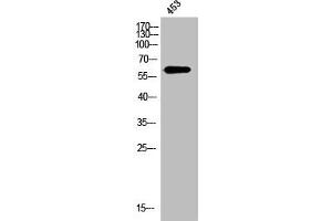 Western Blotting (WB) image for anti-Secreted phosphoprotein 1 (SPP1) (C-Term) antibody (ABIN7185382)
