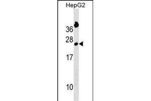GINS2 Antibody (Center) (ABIN1538682 and ABIN2850238) western blot analysis in HepG2 cell line lysates (35 μg/lane). (GINS2 抗体  (AA 90-119))