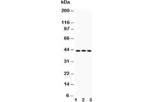Western blot testing of CREB antibody and Lane 1:  rat thymus;  2: rat brain;  3: human HT1080 lysate (CREB1 抗体  (AA 1-177))