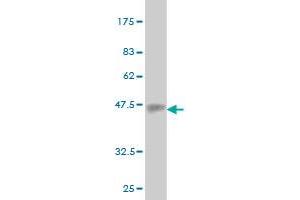 Western Blot detection against Immunogen (37. (EMILIN2 抗体  (AA 121-230))