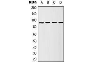 Western blot analysis of RSK1 (pS380) expression in HeLa PMA-treated (A), A431 EGF-treated (B), NIH3T3 PMA-treated (C), PC12 PMA-treated (D) whole cell lysates.