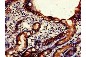 Immunohistochemistry of paraffin-embedded human small intestine tissue using ABIN7161410 at dilution of 1:100 (NPSR1 抗体  (AA 1-52))