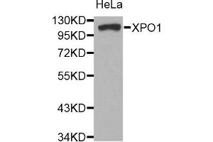 Western blot analysis of extracts of HeLa cell line, using XPO1 antibody. (XPO1 抗体)