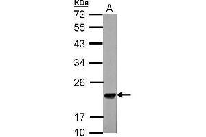 WB Image Sample (30 ug of whole cell lysate) A: NIH-3T3 12% SDS PAGE antibody diluted at 1:3000 (SKP1 抗体)