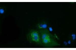 Anti-HSPA6 mouse monoclonal antibody (ABIN2453153) immunofluorescent staining of COS7 cells transiently transfected by pCMV6-ENTRY HSPA6 (RC207795). (HSPA6 抗体)