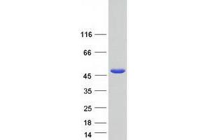 Validation with Western Blot