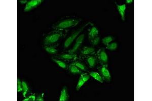 Immunofluorescent analysis of Hela cells using ABIN7162562 at dilution of 1:100 and Alexa Fluor 488-congugated AffiniPure Goat Anti-Rabbit IgG(H+L) (PTF1A 抗体  (AA 224-325))