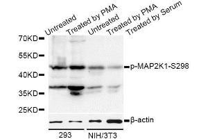 Western blot analysis of extracts of 293 and NIH/3T3 cells, using Phospho-MAP2K1-S298 antibody (ABIN5969913) at 1/1000 dilution. (MEK1 抗体  (pSer297))