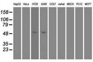 Image no. 7 for anti-Myc Proto-Oncogene protein (MYC) antibody (ABIN1497013) (c-MYC 抗体)