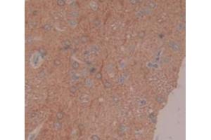IHC-P analysis of Rat Tissue, with DAB staining. (Coagulation Factor IX 抗体  (AA 61-263))