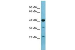 Image no. 1 for anti-Mitogen-Activated Protein Kinase 3 (MAPK3) (AA 251-300) antibody (ABIN6741660) (ERK1 抗体  (AA 251-300))