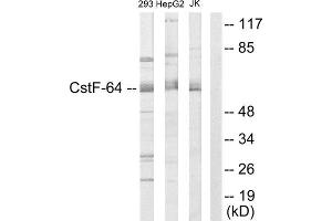 Western Blotting (WB) image for anti-Cleavage Stimulation Factor, 3' Pre-RNA, Subunit 2, 64kDa (CSTF2) (N-Term) antibody (ABIN1849326) (CSTF2 抗体  (N-Term))