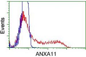 Flow Cytometry (FACS) image for anti-Annexin A11 (ANXA11) antibody (ABIN1496647) (Annexin A11 抗体)