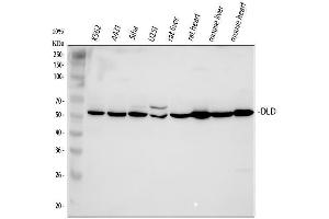 Western blot analysis of DLD using anti-DLD antibody (ABIN3043561). (DLD 抗体  (AA 300-509))