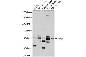 Western blot analysis of extracts of various cell lines, using SRP54 antibody (ABIN1682884, ABIN3018580, ABIN3018581 and ABIN6220502) at 1:1000 dilution. (SRP54 抗体  (AA 196-455))