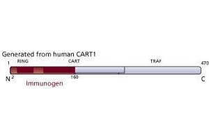 Image no. 2 for anti-TNF Receptor-Associated Factor 4 (TRAF4) (AA 2-160) antibody (ABIN968221) (TRAF4 抗体  (AA 2-160))