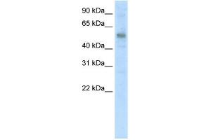 WB Suggested Anti-KLF10 Antibody Titration:  5. (KLF10/TIEG1 抗体  (C-Term))
