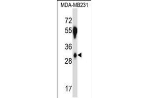 Western blot analysis in MDA-MB231 cell line lysates (35ug/lane). (SFRS2B 抗体  (N-Term))