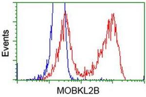 HEK293T cells transfected with either RC205977 overexpress plasmid (Red) or empty vector control plasmid (Blue) were immunostained by anti-MOBKL2B antibody (ABIN2453321), and then analyzed by flow cytometry. (MOBKL2B 抗体)