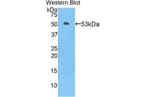 Western Blotting (WB) image for anti-Angiopoietin-Like 3 (ANGPTL3) (AA 237-455) antibody (ABIN1858005) (ANGPTL3 抗体  (AA 237-455))