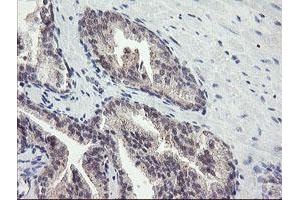 Image no. 2 for anti-F-Box Protein 42 (FBXO42) (AA 356-717) antibody (ABIN1491449) (FBXO42 抗体  (AA 356-717))