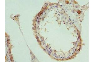 Immunohistochemistry of paraffin-embedded human testis tissue using ABIN7160326 at dilution of 1:100 (PAICS 抗体  (AA 176-425))