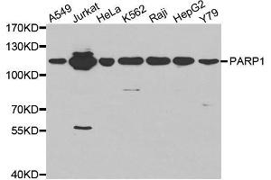 Western blot analysis of extracts of Jurkat cell line, using PARP1 antibody. (PARP1 抗体  (AA 150-250))