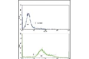 Flow cytometric analysis of hela cells using CD71 Antibody (C-term)(bottom histogram) compared to a negative control cell (top histogram)FITC-conjugated goat-anti-rabbit secondary antibodies were used for the analysis. (Transferrin Receptor 抗体  (C-Term))